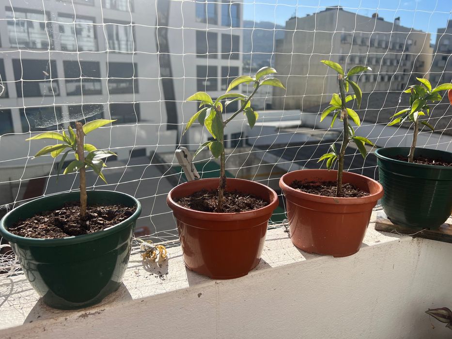 Ora- pro- Nobis muda mudas64729871856769122