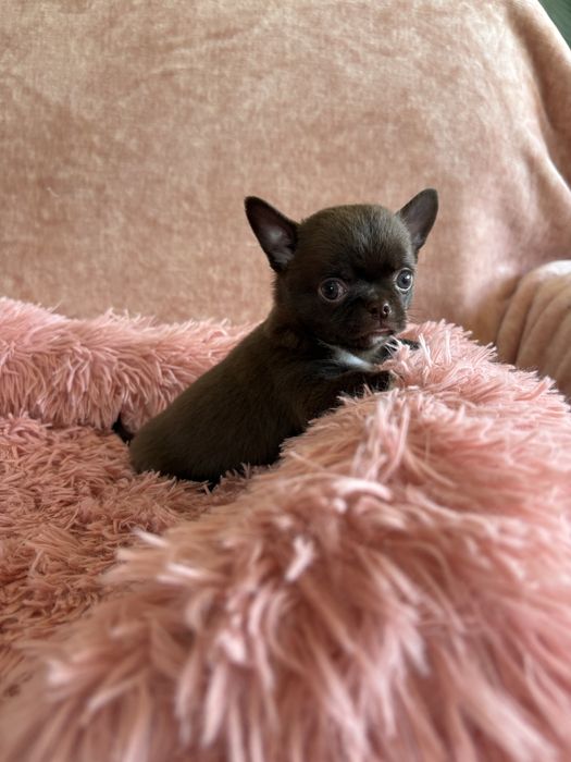Chihuahua śliczny piesek Bruno