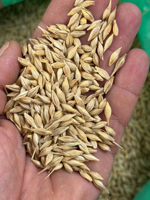 Jęczmień Paszowy czyszczony Ekstra!