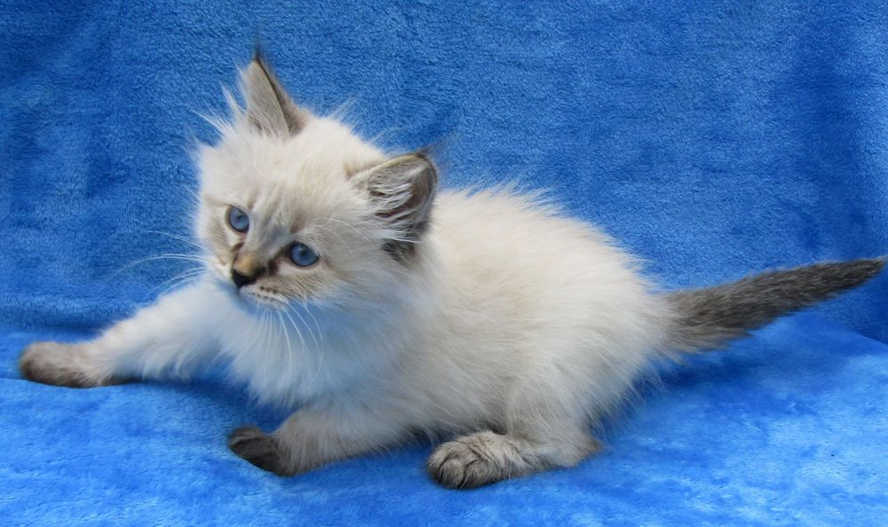 Очаровательный  невский маскарадный