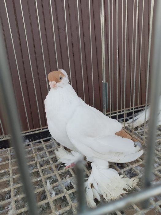 Krynka żółta samica 150 zł