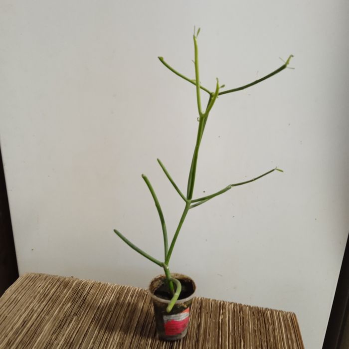 В кожний дім -  живі квіти .