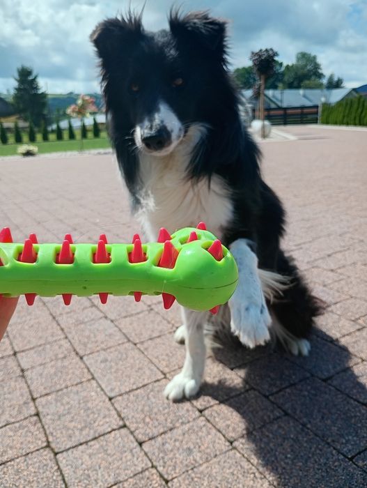 Piesek  Border Collie