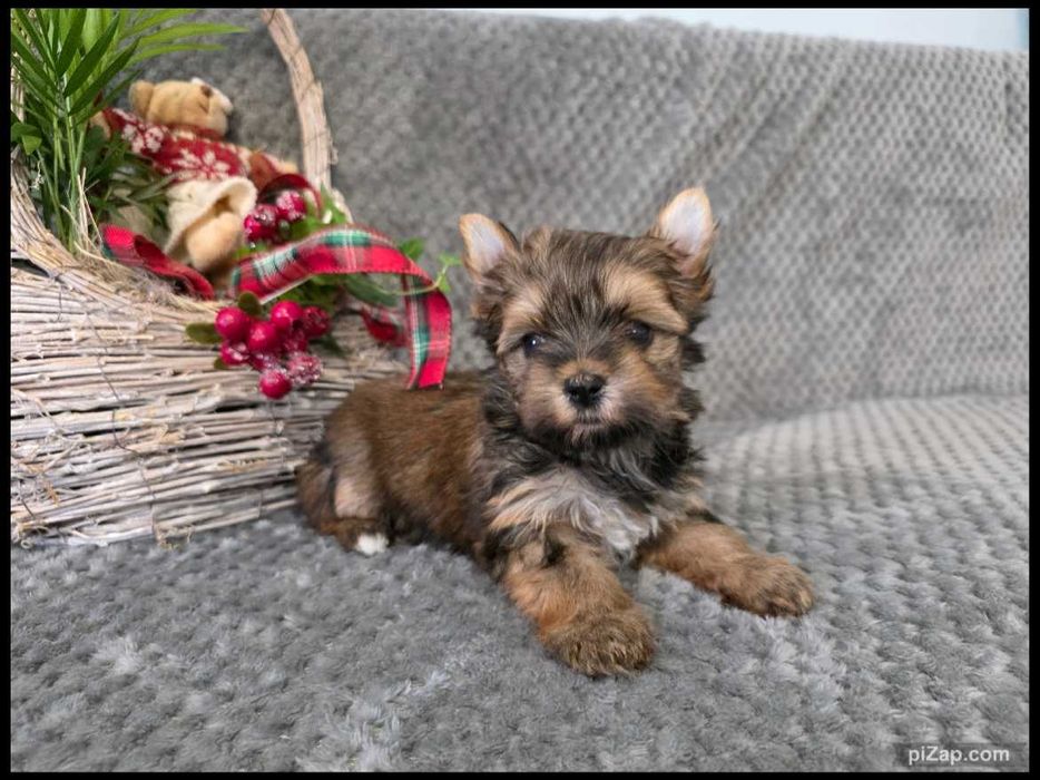 sunia , Ocean Pearl , Biewer , York