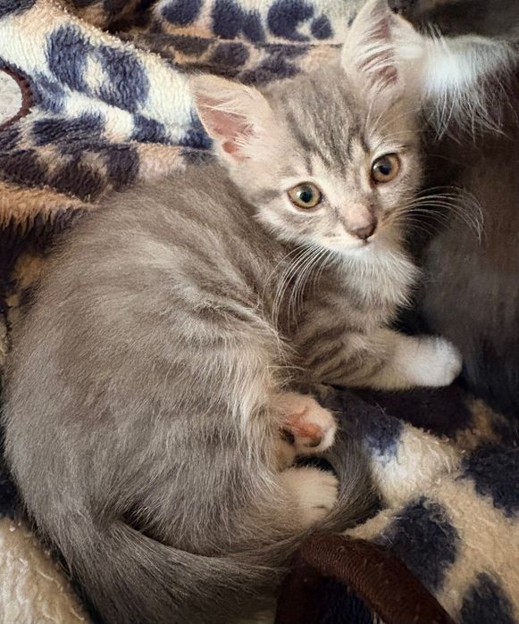 Шукаємо сімʼю для кошенят