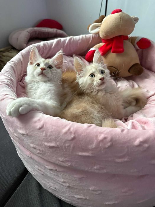 Maine coon fpl wyjątkowe umaszczenie kremowe ze srebrem