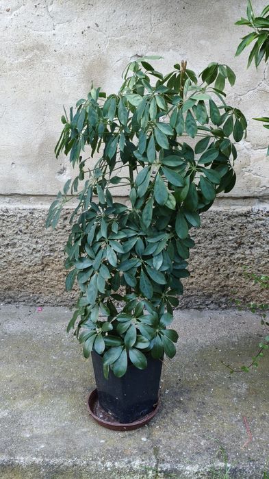 Szaflera 80 cm, duża
