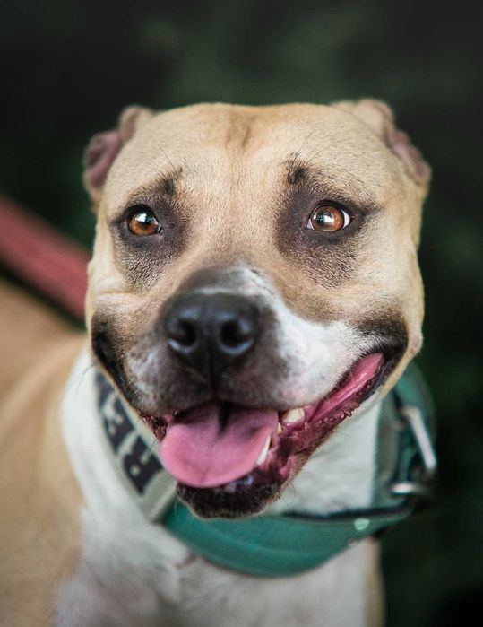Szukamy odpowiedzialnego domu dla Renesme! pitbull
