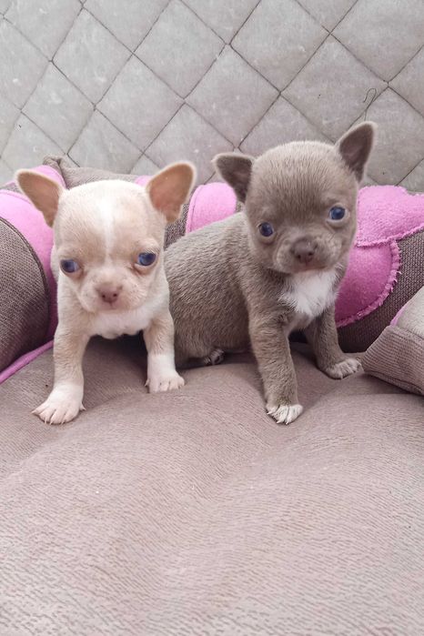 Мальчики чихуа, документы