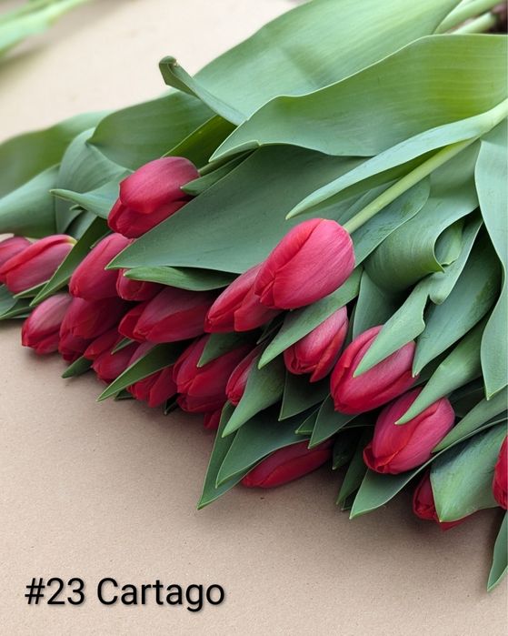 Тюльпан на 8 березня