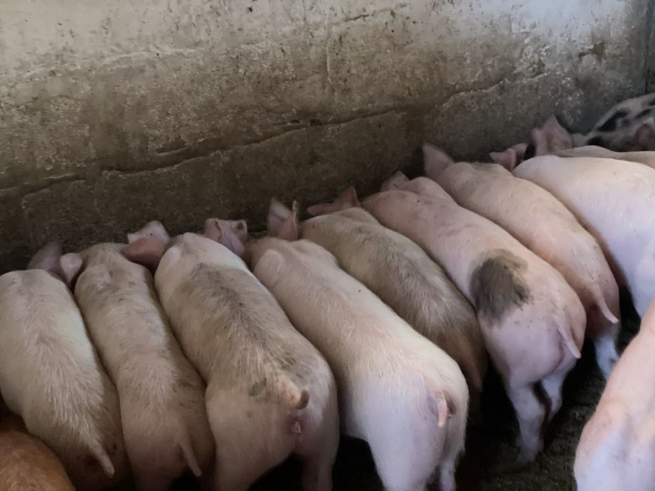Продам поросят