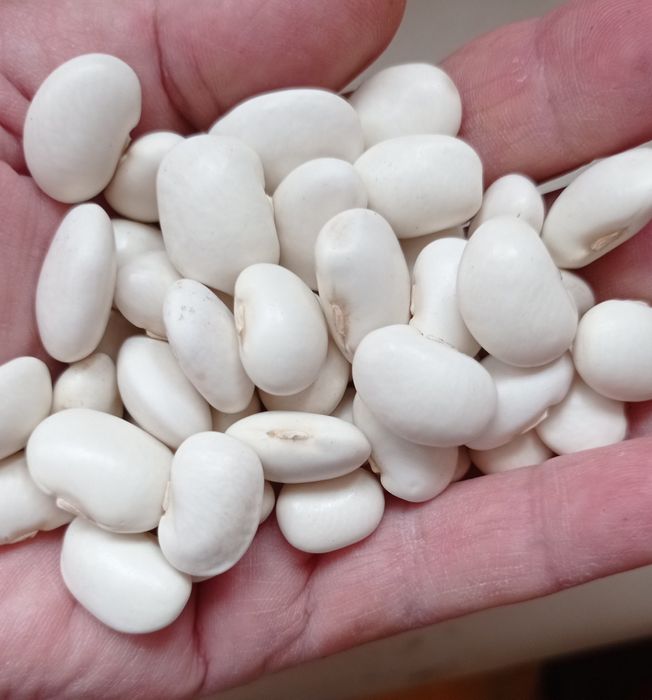 Продам квасолю п'яти сортів,врожай 2023 року