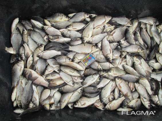 Живець Зарибок карася