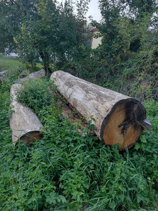 Starodrzew na sprzedaż dąb.