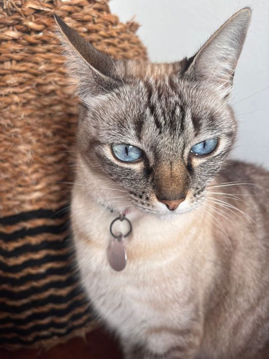 Gatas para adoção