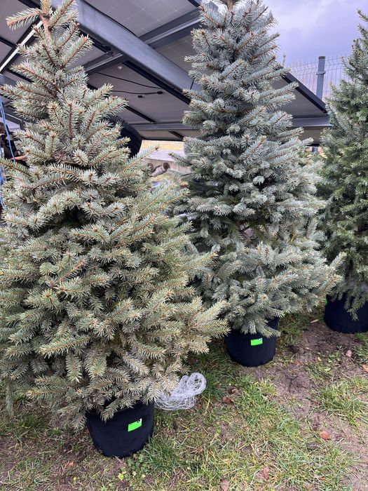 Świerk w donicach formowany