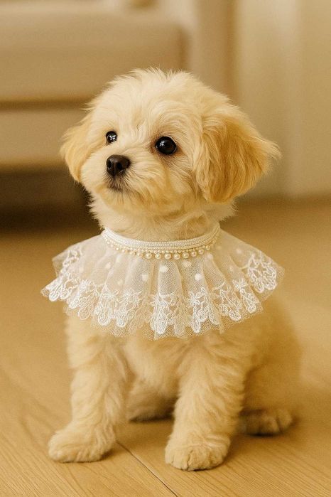 Vendo artigos para o seu amigo de 4 patas