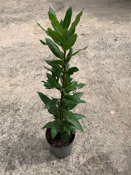 Loureiros - Laurus Nobilis
