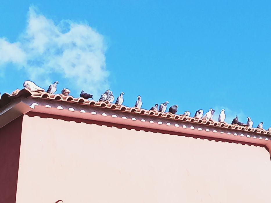Vendo pombos várias cores
