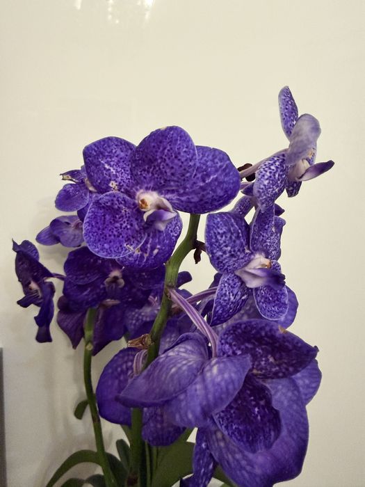 Stroczyk Vanda Orchidea