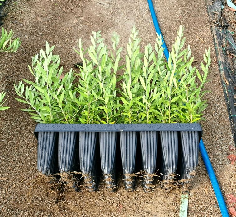 Oliveiras ‘Galega’