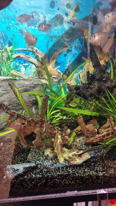 Akwarium 72l  ze stolikiem wyposażeniem i rybkami