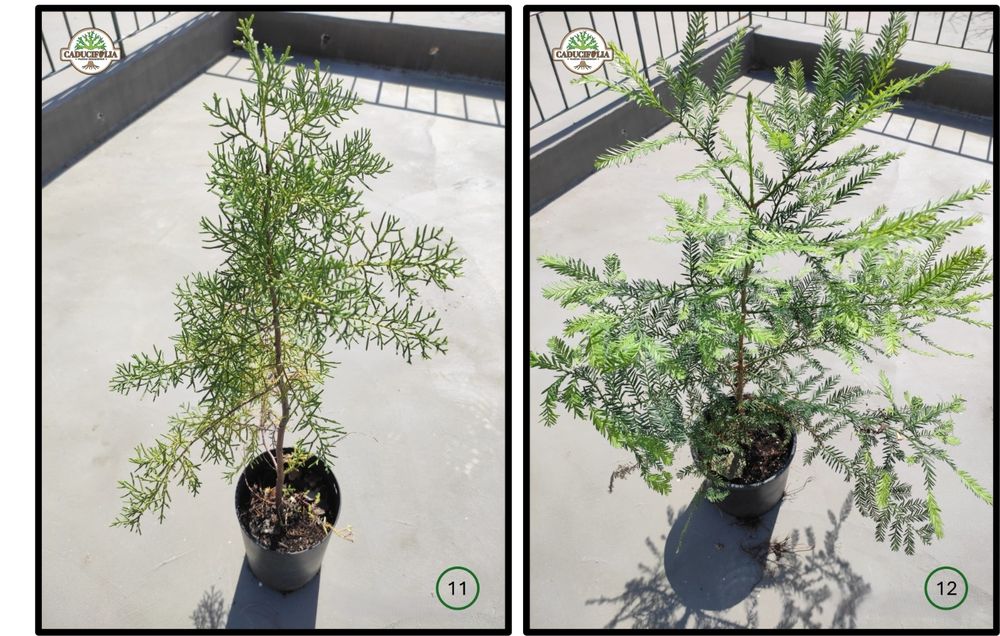 Árvores & Plantas Ornamentais