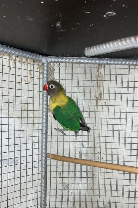 Agapornis personatas