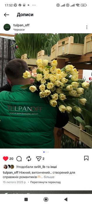 Цибулина тюльпану, гіацинту, крокус 2027