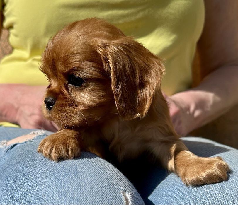 Cavalier King Charles Spaniel- piesek- ZKwP (FCI)