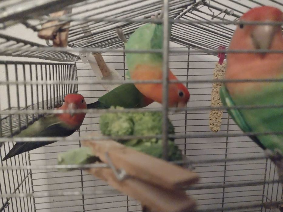 Nierozłączki czerwonoczelne