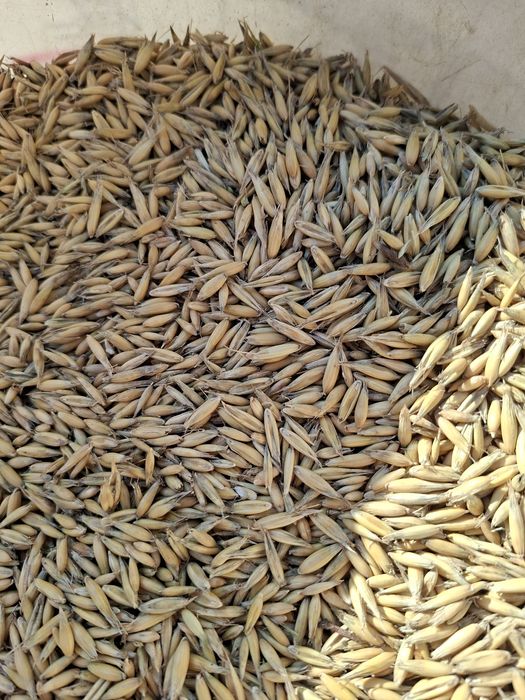 Sprzedam owies bingo