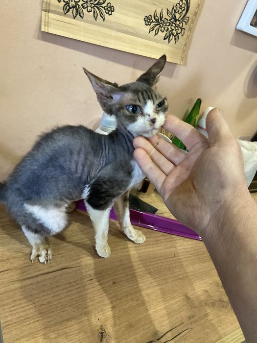 Продається кітка Девон  Рекс ,