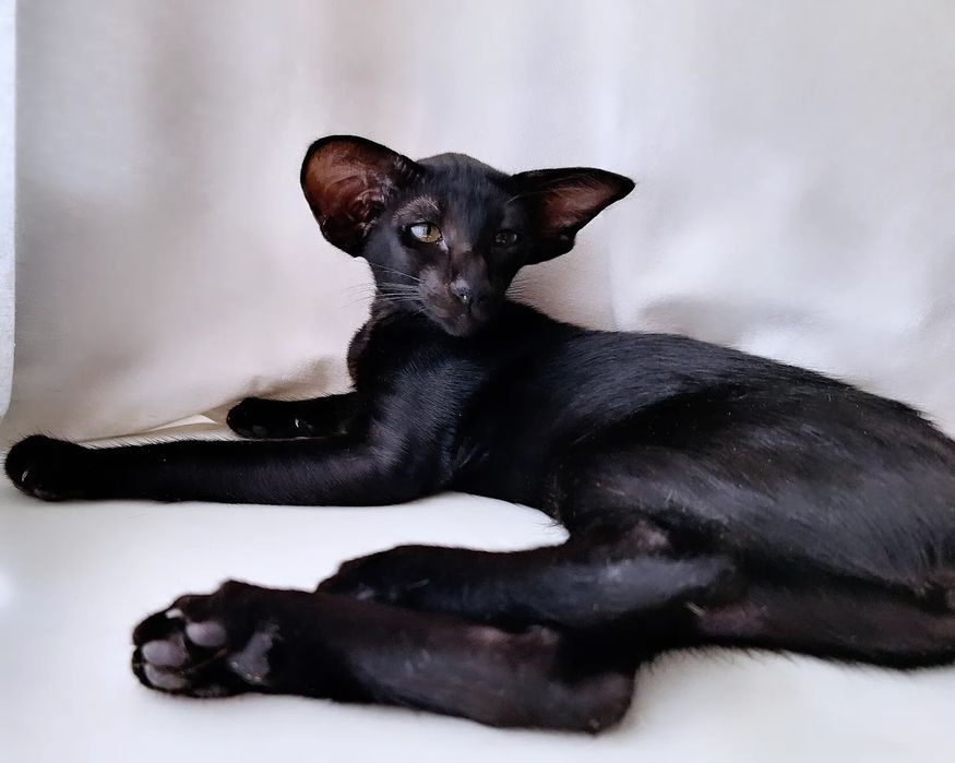 Ориентальные девочки