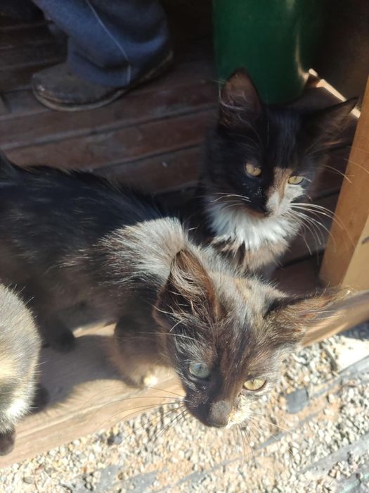 Симпатичные котята даром. Кот. Кошка. Котенок бесплатно