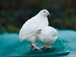 мікс перепілки інкубаційне яйце