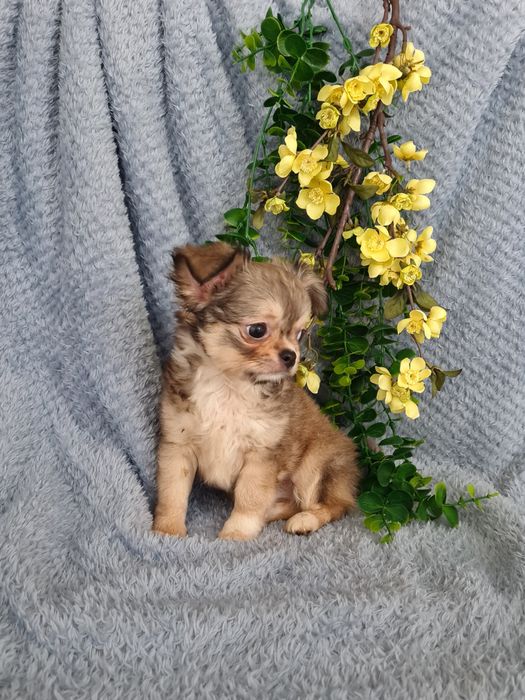 Excecional super mini pelo longo Chihuahua/Chiuaua de Qualidade