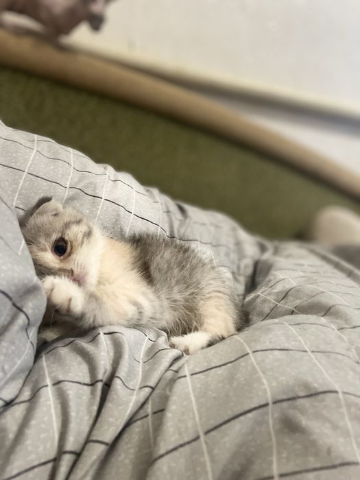 Веслоухие котята,Срочно продаю иза выезда за границу