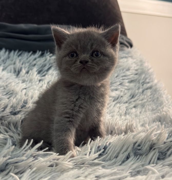Gato Scottish Azul Russo