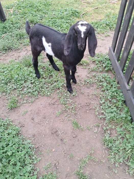 Vendo cabrito Anglo Nubiano