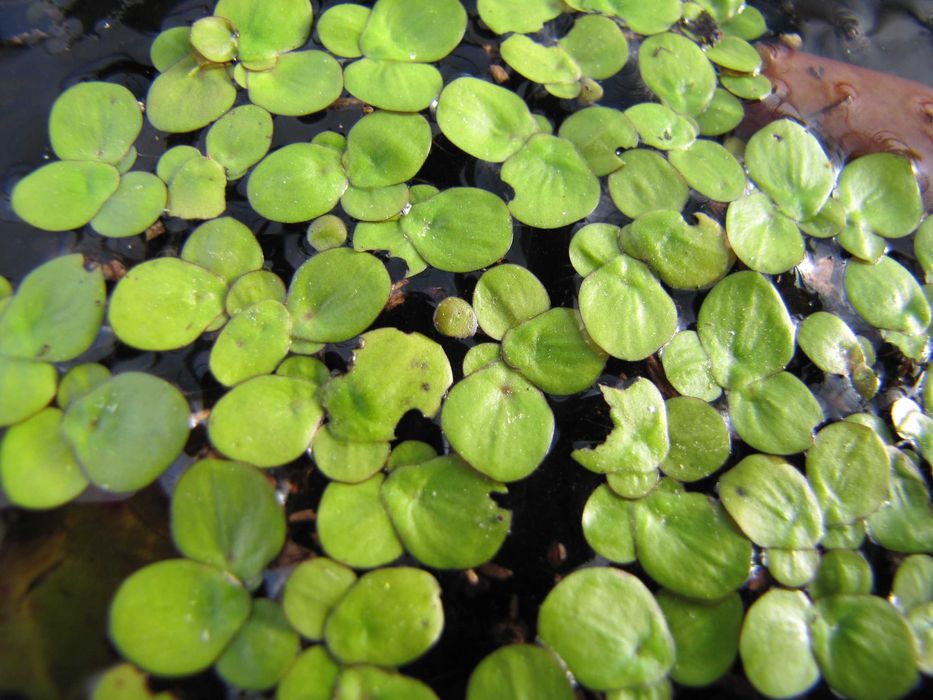 Rośliny wodne, rośliny przybrzeżne , Kamieńsk lesiakowski.pl