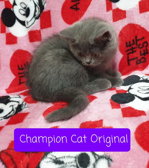 Kot,Kotka szkocka prostoucha scottish straight