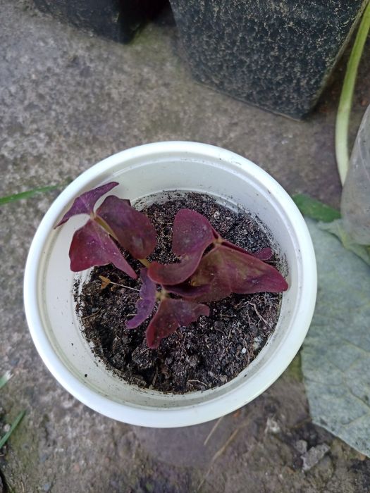 Киселиця,кислица( є багато інших квітів)