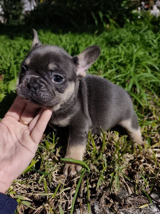 bulldog francês femea