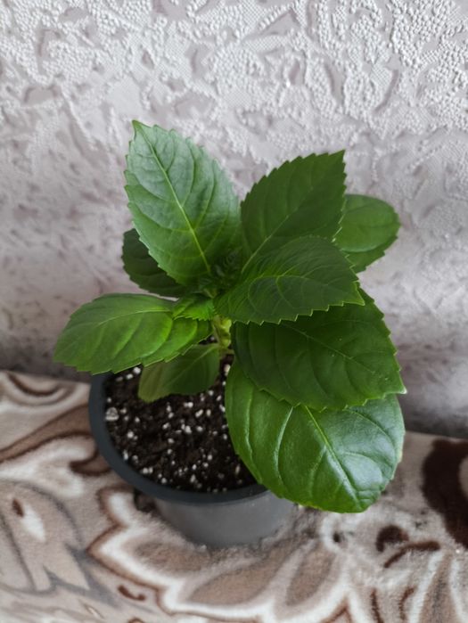 Гортензія рожева кімнатна