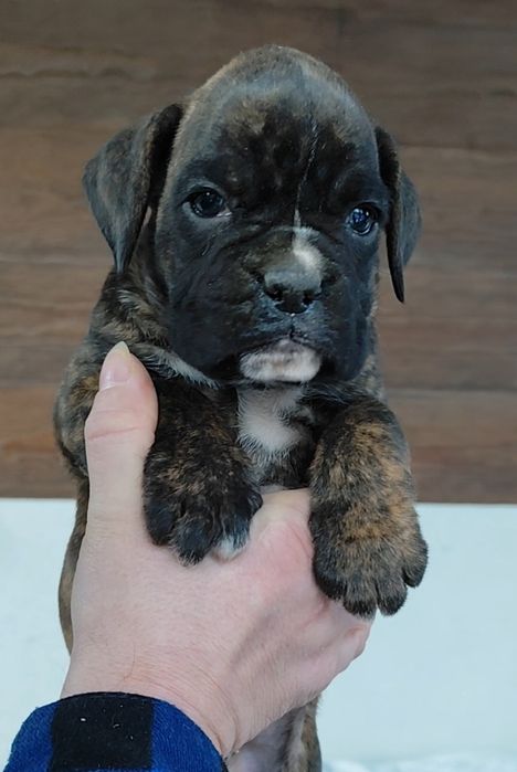 Bokser suczka,gotowa do odbioru