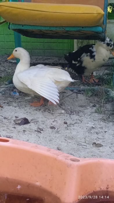 Продам Качки мулард