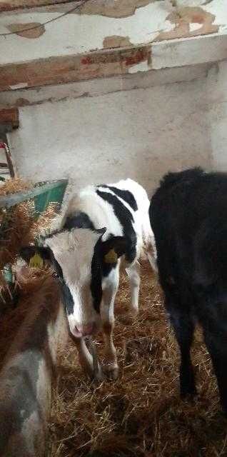 Sprzedam 2 cielaki jeden mięsny 300kg