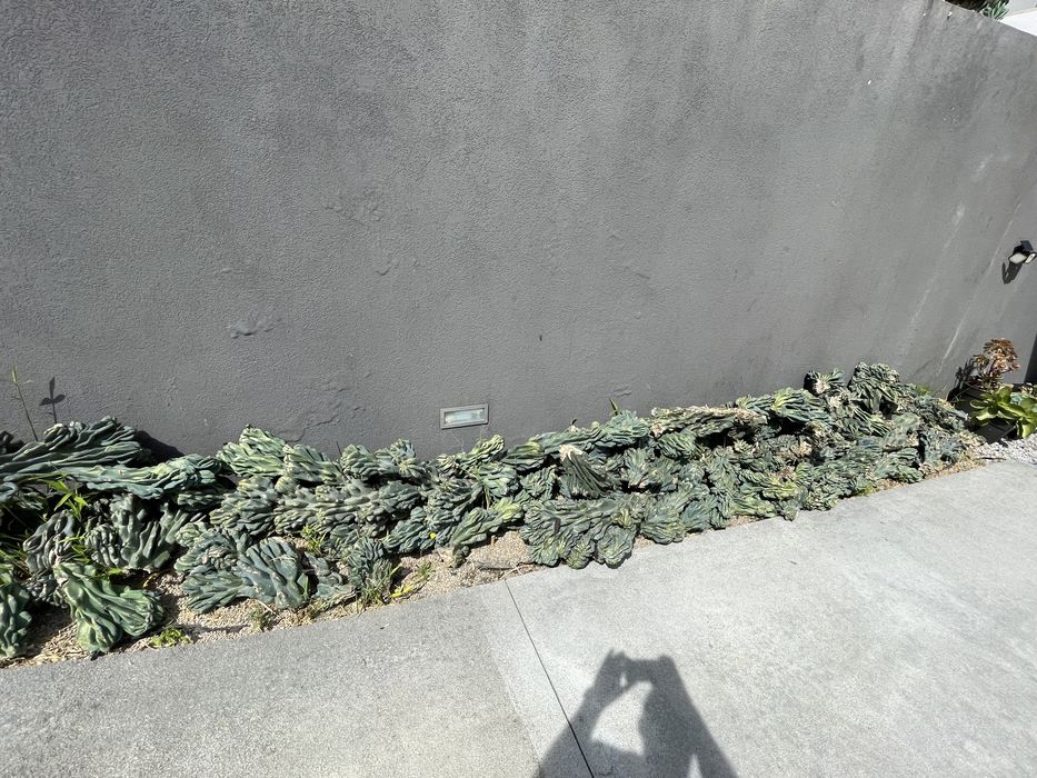 Myrtillocactus - Cactus muito raro