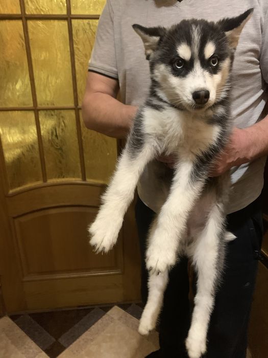 Продам цуценят Хаскі